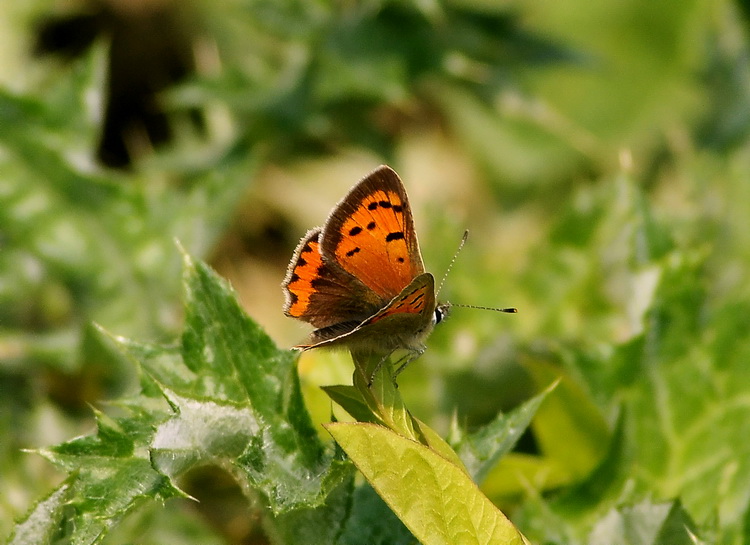 Lycaena phlaeas ? - S